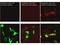 Cas9 antibody, NBP2-52718, Novus Biologicals, Immunofluorescence image 