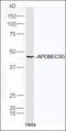 DNA dC->dU-editing enzyme APOBEC-3G antibody, orb155696, Biorbyt, Western Blot image 