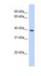 Spondin 2 antibody, NBP1-59176, Novus Biologicals, Western Blot image 