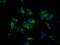 Sialic acid-binding Ig-like lectin 10 antibody, LS-C674254, Lifespan Biosciences, Immunofluorescence image 