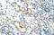 Nucleolar Complex Associated 4 Homolog antibody, ARP41005_P050, Aviva Systems Biology, Immunohistochemistry paraffin image 
