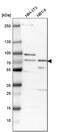 2-Oxoglutarate And Iron Dependent Oxygenase Domain Containing 1 antibody, PA5-51863, Invitrogen Antibodies, Western Blot image 