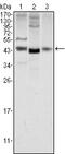 Proto-oncogene Wnt-1 antibody, M00354, Boster Biological Technology, Western Blot image 
