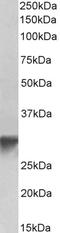 Endothelial cell-specific chemotaxis regulator antibody, 43-429, ProSci, Enzyme Linked Immunosorbent Assay image 