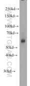 Kynurenine 3-Monooxygenase antibody, 10698-1-AP, Proteintech Group, Western Blot image 