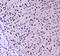 RUNX1 Partner Transcriptional Co-Repressor 1 antibody, PA5-79943, Invitrogen Antibodies, Immunohistochemistry frozen image 