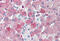 SIL1 Nucleotide Exchange Factor antibody, MBS242612, MyBioSource, Immunohistochemistry frozen image 