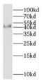 NCK Adaptor Protein 1 antibody, FNab05583, FineTest, Western Blot image 