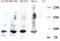 ARTN antibody, PA1-31797, Invitrogen Antibodies, Western Blot image 