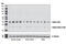 FosB Proto-Oncogene, AP-1 Transcription Factor Subunit antibody, 9890S, Cell Signaling Technology, Western Blot image 