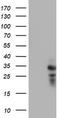 Pseudouridine 5'-Phosphatase antibody, TA502555S, Origene, Western Blot image 