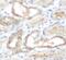 Peptidyl Arginine Deiminase 2 antibody, FNab10779, FineTest, Immunohistochemistry frozen image 