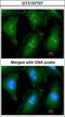 Golgin A6 Family Member B antibody, GTX107707, GeneTex, Immunocytochemistry image 