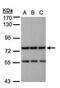N-Acetyl-Alpha-Glucosaminidase antibody, PA5-28261, Invitrogen Antibodies, Western Blot image 