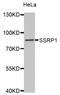 Structure Specific Recognition Protein 1 antibody, abx001853, Abbexa, Western Blot image 