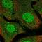VSIG3 antibody, HPA046377, Atlas Antibodies, Immunofluorescence image 