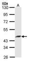 ADP Ribosylation Factor Interacting Protein 2 antibody, NBP1-33195, Novus Biologicals, Western Blot image 