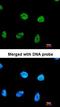 RFA2 antibody, orb74189, Biorbyt, Immunofluorescence image 