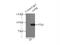 Epidermal Growth Factor Receptor Pathway Substrate 8 antibody, 12455-1-AP, Proteintech Group, Immunoprecipitation image 