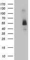Fc Receptor Like B antibody, NBP2-45639, Novus Biologicals, Western Blot image 