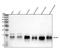 Ubiquinol-Cytochrome C Reductase Hinge Protein antibody, M09436, Boster Biological Technology, Western Blot image 