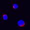Tumor Necrosis Factor antibody, AF2279, R&D Systems, Immunofluorescence image 