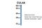 Cullin 4A antibody, ARP61665_P050, Aviva Systems Biology, Western Blot image 