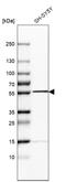 Septin-6 antibody, HPA005665, Atlas Antibodies, Western Blot image 