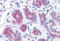 Ribosomal Protein S2 antibody, MBS246324, MyBioSource, Immunohistochemistry frozen image 
