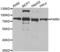 Dan antibody, LS-C346149, Lifespan Biosciences, Western Blot image 