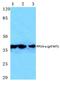 Protein Phosphatase 2 Catalytic Subunit Alpha antibody, A01893Y307, Boster Biological Technology, Western Blot image 
