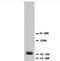 HSTF-1 antibody, orb18030, Biorbyt, Western Blot image 