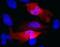 c-Myc Epitope Tag antibody, MA1-21316-D680, Invitrogen Antibodies, Immunofluorescence image 