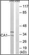 CA1 antibody, orb96054, Biorbyt, Western Blot image 