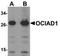 OCIA Domain Containing 1 antibody, TA306866, Origene, Western Blot image 