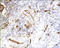 CD34 antibody, 252254, Abbiotec, Immunohistochemistry paraffin image 