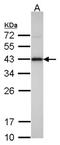 Isocitrate Dehydrogenase (NAD(+)) 3 Alpha antibody, NBP1-32396, Novus Biologicals, Western Blot image 