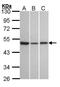 KISS1R antibody, PA5-27180, Invitrogen Antibodies, Western Blot image 