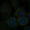 Mitochondrial fission process protein 1 antibody, PA5-67454, Invitrogen Antibodies, Immunofluorescence image 
