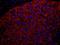 60S ribosomal protein L7 antibody, IHC-00455, Bethyl Labs, Immunofluorescence image 