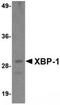 XBP-1s antibody, TA319736, Origene, Western Blot image 