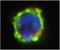 Ectonucleotide Pyrophosphatase/Phosphodiesterase 3 antibody, GTX79908, GeneTex, Immunofluorescence image 