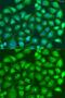 Spindle And Centriole Associated Protein 1 antibody, GTX55552, GeneTex, Immunofluorescence image 