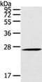 C-Type Lectin Domain Family 4 Member A antibody, TA321848, Origene, Western Blot image 