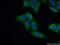 NAD(P) Dependent Steroid Dehydrogenase-Like antibody, 15111-1-AP, Proteintech Group, Immunofluorescence image 
