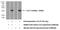 Interleukin 17D antibody, 24165-1-AP, Proteintech Group, Western Blot image 