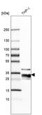 Ribonuclease T2 antibody, HPA029013, Atlas Antibodies, Western Blot image 