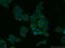 Tumor Protein P53 Inducible Protein 3 antibody, 14828-1-AP, Proteintech Group, Immunofluorescence image 