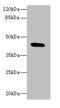 Chromosome 19 Open Reading Frame 47 antibody, A58326-100, Epigentek, Western Blot image 
