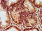 Laminin Subunit Alpha 2 antibody, LS-C670554, Lifespan Biosciences, Immunohistochemistry paraffin image 